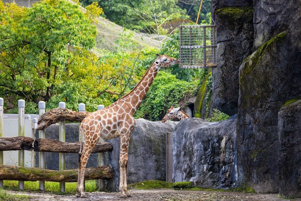 Discover villa borghese zoo tickets: your family adventure awaits